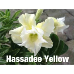 Adenium Obesum Cv.hussadee Yelow Blanc - Taille Caudex D'environ 300g 20/25cm