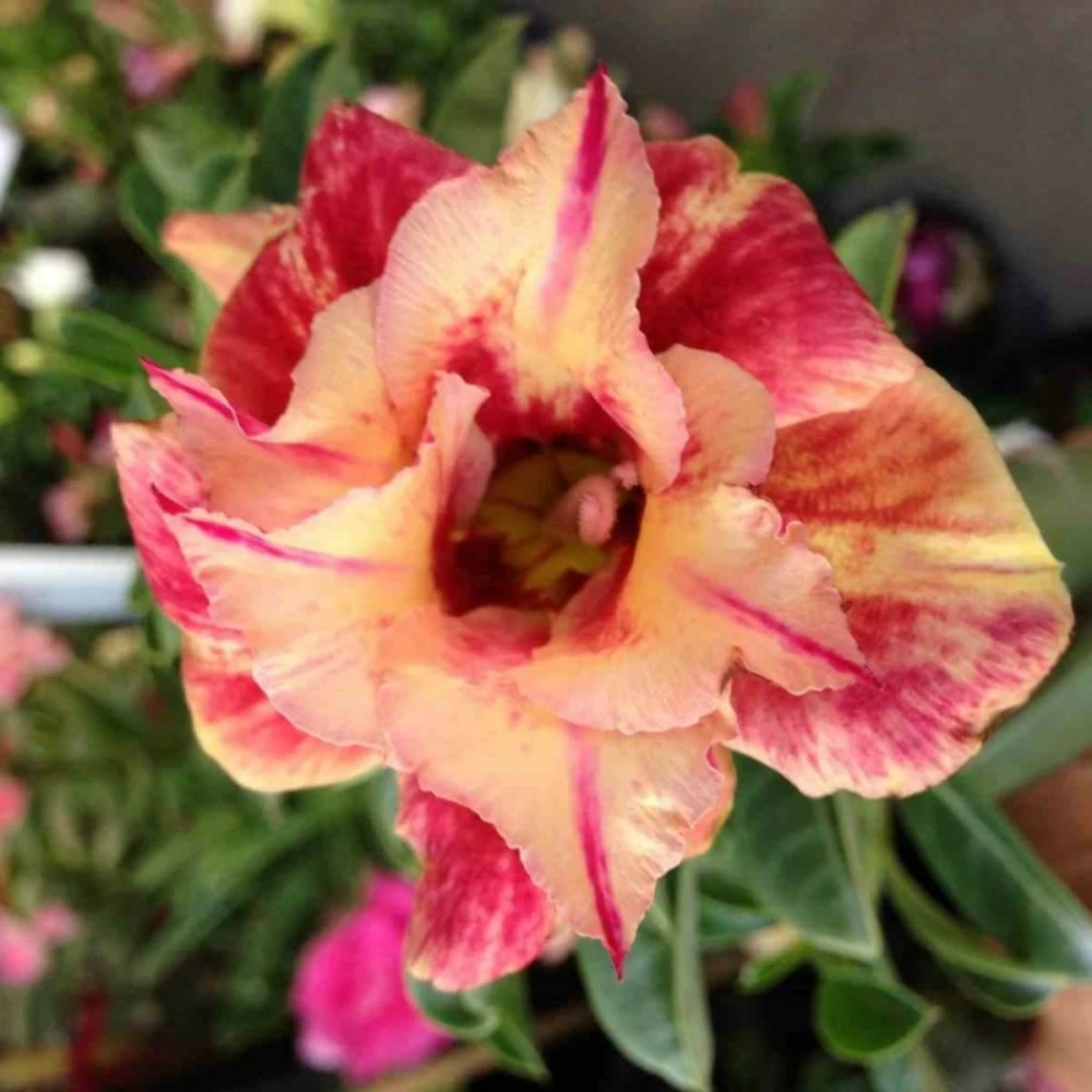 Adenium Obesum Cv.maree R Orange - Taille Caudex D'environ 300g 20/25cm 1 Adenium Obesum Cv.maree R Orange - Taille Caudex D'environ 300g 20/25cm