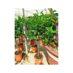 Citrus Sinensis (oranger) Blanc - Taille Pot De 4 Litres - 30/50 Cm -Jardalis Soldes Magasin 640394663e45d1.54346571