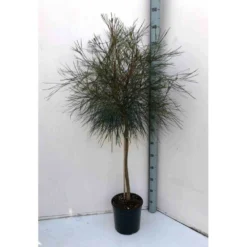 Grevillea Johnsonii (grevillea De Johnson Ou Fleur D'araignée De Johnson,) Taille Pot De 6 Litres - 100/120 Cm -Jardalis Soldes Magasin 640395807e85b6.70200338
