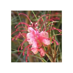 Grevillea Johnsonii (grevillea De Johnson Ou Fleur D'araignée De Johnson,) Taille Pot De 6 Litres - 100/120 Cm -Jardalis Soldes Magasin 640395808f96e0.70594532