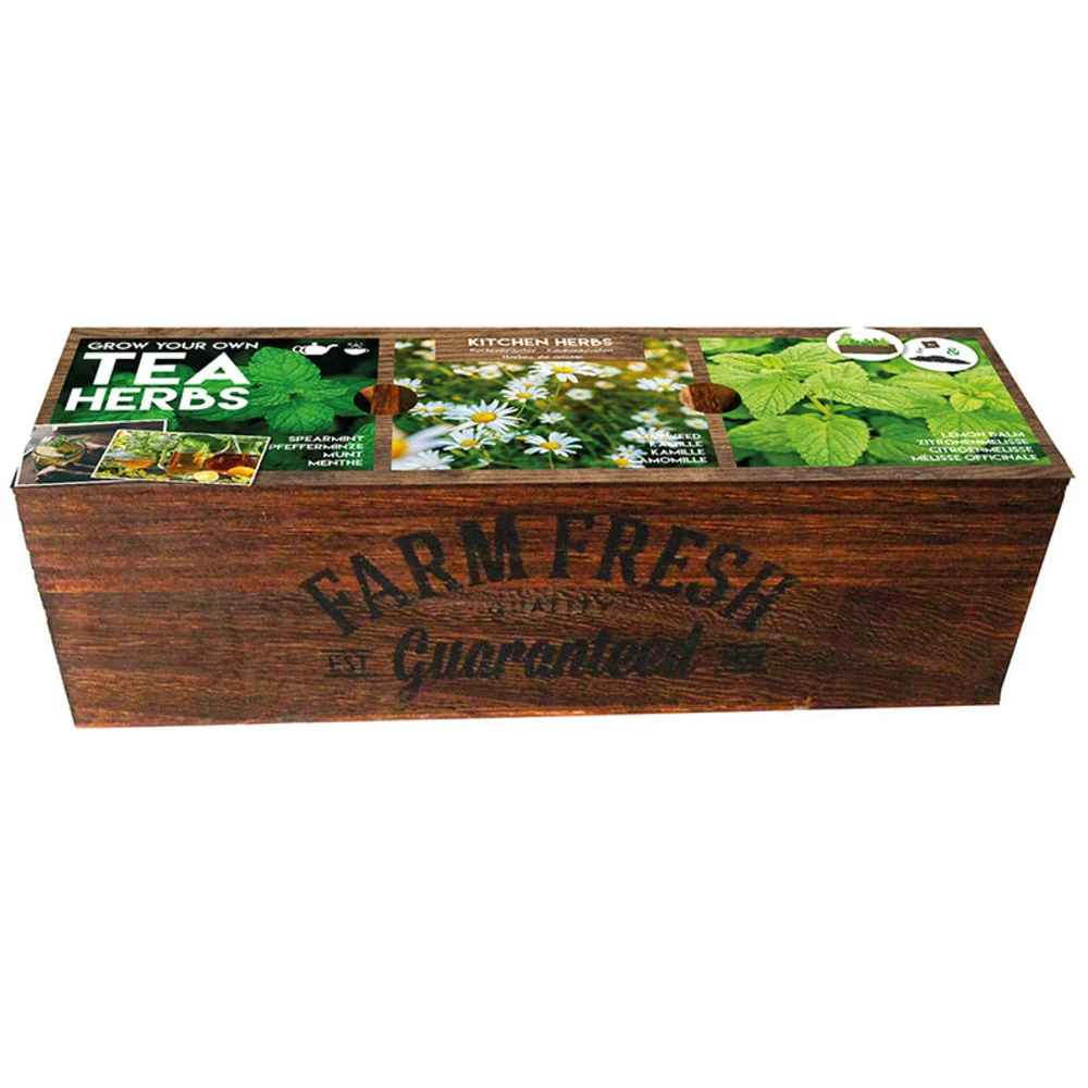 Kit Prêt à Pousser - Herbes à Thé 1 Kit Prêt à Pousser - Herbes à Thé