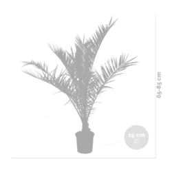 2x Phoenix Canariensis - Palmier Dattier Des Canaries - Palmier - Rustique – ⌀19 Cm - ↕80-100 Cm -Jardalis Soldes Magasin 640b20121a6e42.84880021
