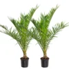 2x Phoenix Canariensis - Palmier Dattier Des Canaries - Palmier - Rustique – ⌀19 Cm - ↕80-100 Cm