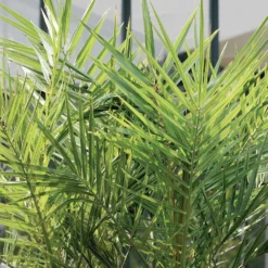 2x Phoenix Canariensis - Palmier Dattier Des Canaries - Palmier - Rustique – ⌀19 Cm - ↕80-100 Cm -Jardalis Soldes Magasin 640b20122ac528.41887841