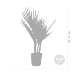 2x Washingtonia Robusta - Palmier Mexicain - Palmier Extérieur - Persistant – ⌀17 Cm - ↕60-75 Cm -Jardalis Soldes Magasin 640b201d6f1819.93339230