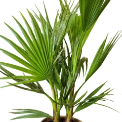 2x Washingtonia Robusta - Palmier Mexicain - Palmier Extérieur - Persistant – ⌀17 Cm - ↕60-75 Cm -Jardalis Soldes Magasin 640b201d73ae53.24748468