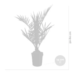 Phoenix Canariensis - Palmier Dattier Des Canaries - Palmier - Rustique – ⌀15 Cm - ↕50-60 Cm -Jardalis Soldes Magasin 640b203444f913.77342743