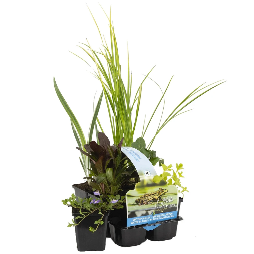 6x Mélange De Plantes De Bassin Purifiantes – Zone 2 & 3 – Faible Entretien - ⌀9 Cm - ↕05-20 Cm 1 6x Mélange De Plantes De Bassin Purifiantes – Zone 2 & 3 – Faible Entretien - ⌀9 Cm - ↕05-20 Cm