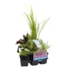 6x Mélange De Plantes Parfumées Pour Bassin – Zone 2 & 3 – Faible Entretien - ⌀9 Cm - ↕15-25 Cm