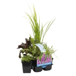6x Mélange De Plantes Parfumées Pour Bassin – Zone 2 & 3 – Faible Entretien - ⌀9 Cm - ↕15-25 Cm