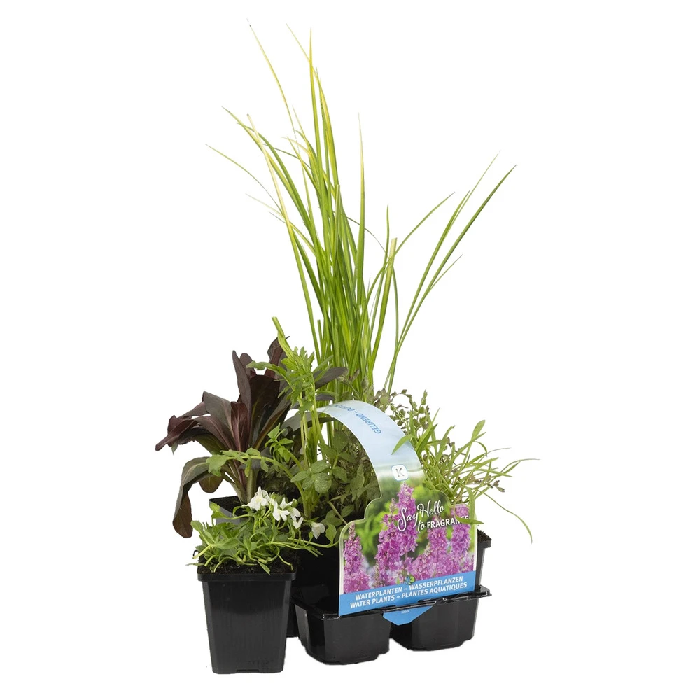 6x Mélange De Plantes Parfumées Pour Bassin – Zone 2 & 3 – Faible Entretien - ⌀9 Cm - ↕15-25 Cm 1 6x Mélange De Plantes Parfumées Pour Bassin – Zone 2 & 3 – Faible Entretien - ⌀9 Cm - ↕15-25 Cm
