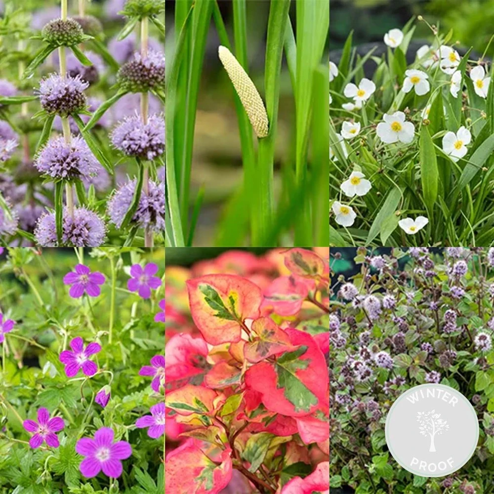 6x Mélange De Plantes Parfumées Pour Bassin – Zone 2 & 3 – Faible Entretien - ⌀9 Cm - ↕15-25 Cm 2 6x Mélange De Plantes Parfumées Pour Bassin – Zone 2 & 3 – Faible Entretien - ⌀9 Cm - ↕15-25 Cm – Image 2