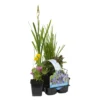 6x Mélange De Plantes Fleuries Pour Bassin - Zone 2 & 3 - Entretien Facile - ⌀9 Cm - ↕05-20 Cm