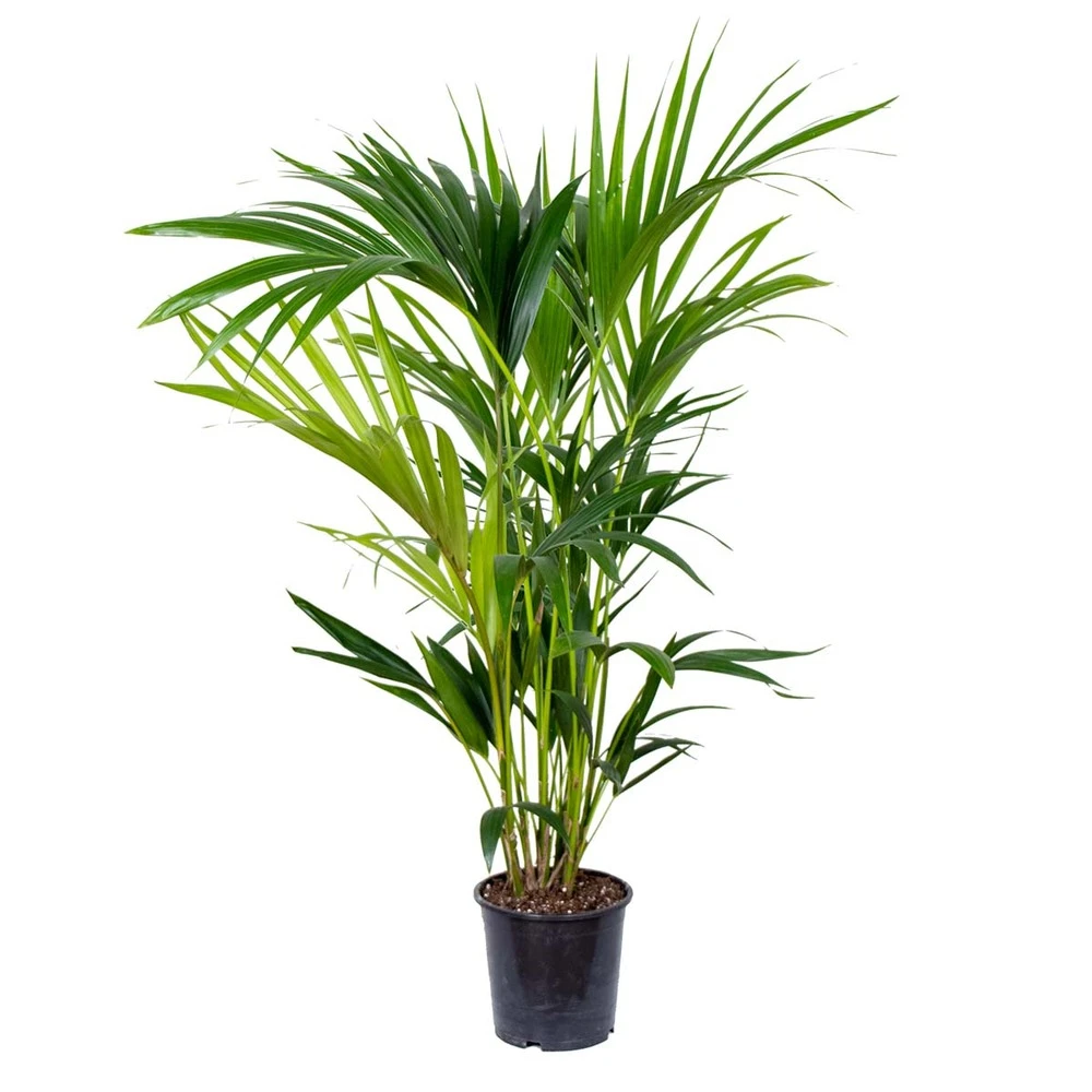 Howea Forsteriana - Palmier Kentia - Plante D'intérieur - Purificateur D'air – ⌀19 Cm - ↕90-100 Cm 1 Howea Forsteriana - Palmier Kentia - Plante D'intérieur - Purificateur D'air – ⌀19 Cm - ↕90-100 Cm