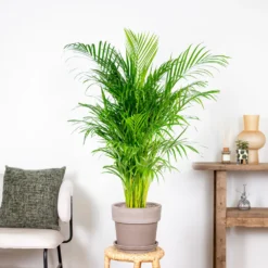 Dypsis Lutescens - Palmier Dorés - Plante D'intérieur - Entretien Facile – ⌀24 Cm - ↕120-130 Cm 7 Dypsis Lutescens - Palmier Dorés - Plante D'intérieur - Entretien Facile – ⌀24 Cm - ↕120-130 Cm -Jardalis Soldes Magasin 640b20fca5b7e0.32931712