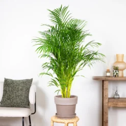 Dypsis Lutescens - Palmier Dorés - Plante D'intérieur - Entretien Facile – ⌀24 Cm - ↕140-150 Cm -Jardalis Soldes Magasin 640b21017f4da5.10388502
