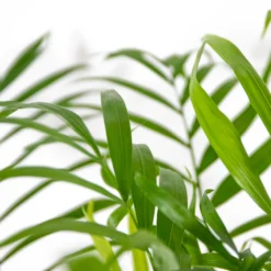 Chamaedorea Elegans - Palmier Nain Mexicain - Purificateur D'air – ⌀17 Cm - ↕50-60 Cm 6 Chamaedorea Elegans - Palmier Nain Mexicain - Purificateur D'air – ⌀17 Cm - ↕50-60 Cm -Jardalis Soldes Magasin 640b2104598045.56432407