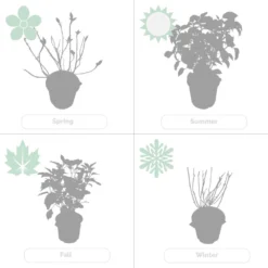 2x Hortensia 'little Lime' - Panicule D'hortensia - Vert - Arbuste - Rustique - ⌀19 Cm - ↕35-45 Cm -Jardalis Soldes Magasin 640b7511d9d976.16440964