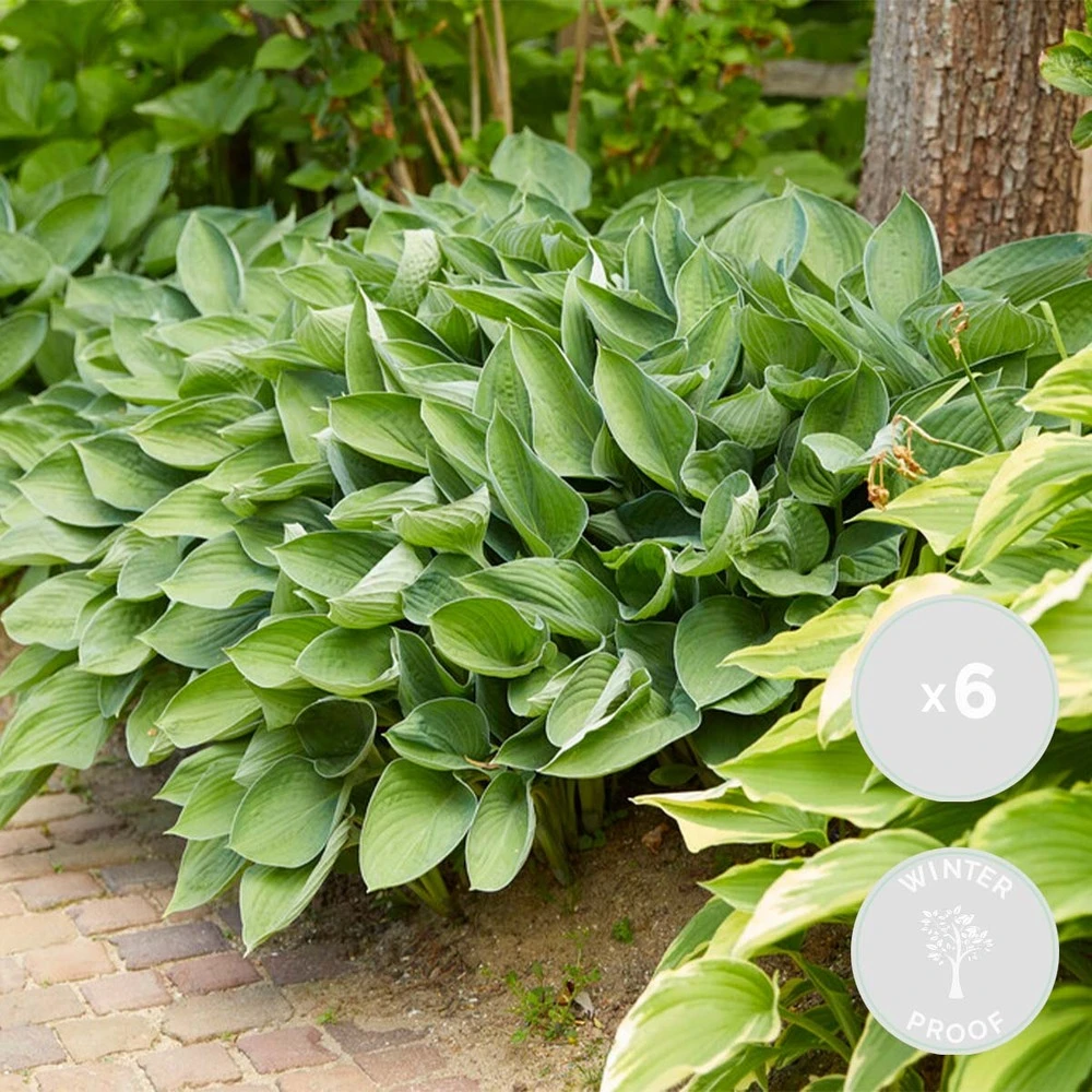 6x Hosta Sieboldiana 'elegans' - Lys Coeur - Vivace - Rustique – ⌀9 Cm - ↕10-15 Cm 1 6x Hosta Sieboldiana 'elegans' - Lys Coeur - Vivace - Rustique – ⌀9 Cm - ↕10-15 Cm