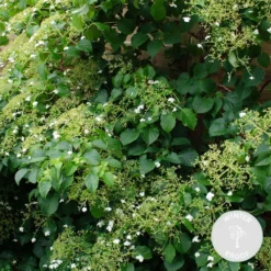 Hortensia 'petiolaris' - Hortensia Grimpant - Plante Grimpante - Autocollant - ⌀15 Cm - ↕60-70 Cm 7 Hortensia 'petiolaris' - Hortensia Grimpant - Plante Grimpante - Autocollant - ⌀15 Cm - ↕60-70 Cm -Jardalis Soldes Magasin 640b751f879ee6.52089320