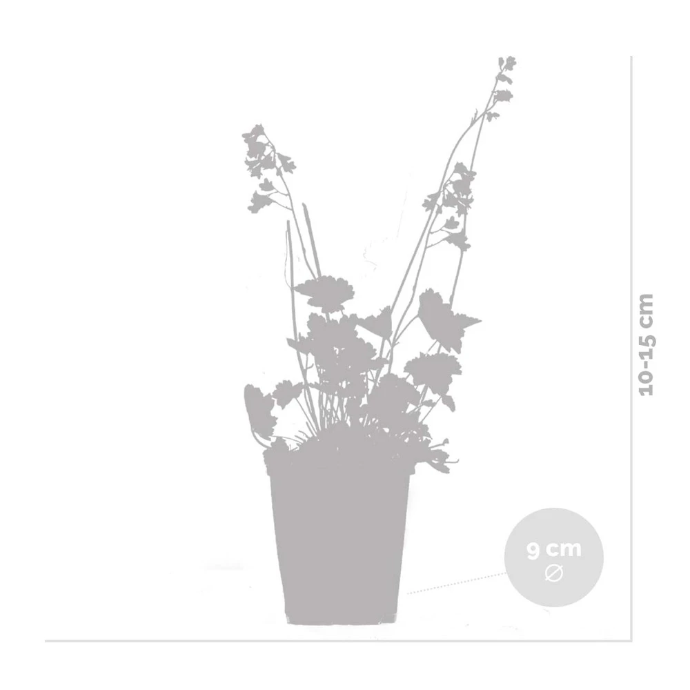 Heuchera Sanguinea 'splendens' - Campanule Pourpre - Vivace - Rustique – ⌀9 Cm - ↕10-15 Cm 4 Heuchera Sanguinea 'splendens' - Campanule Pourpre - Vivace - Rustique – ⌀9 Cm - ↕10-15 Cm – Image 4