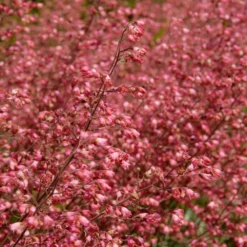 Heuchera Sanguinea 'splendens' - Campanule Pourpre - Vivace - Rustique – ⌀9 Cm - ↕10-15 Cm 7 Heuchera Sanguinea 'splendens' - Campanule Pourpre - Vivace - Rustique – ⌀9 Cm - ↕10-15 Cm -Jardalis Soldes Magasin 640b752ad8f6e5.46813423