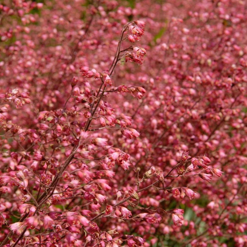 Heuchera Sanguinea 'splendens' - Campanule Pourpre - Vivace - Rustique – ⌀9 Cm - ↕10-15 Cm 3 Heuchera Sanguinea 'splendens' - Campanule Pourpre - Vivace - Rustique – ⌀9 Cm - ↕10-15 Cm – Image 3