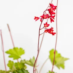 Heuchera Sanguinea 'splendens' - Campanule Pourpre - Vivace - Rustique – ⌀9 Cm - ↕10-15 Cm 9 Heuchera Sanguinea 'splendens' - Campanule Pourpre - Vivace - Rustique – ⌀9 Cm - ↕10-15 Cm -Jardalis Soldes Magasin 640b752b05fdc2.66973762
