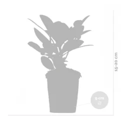 3x Rhododendron Mix – Rhododendron – Arbuste – Persistant – ⌀09 Cm - ↕15-20 Cm -Jardalis Soldes Magasin 640b752e8398a2.47071457