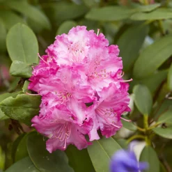3x Rhododendron Mix – Rhododendron – Arbuste – Persistant – ⌀09 Cm - ↕15-20 Cm -Jardalis Soldes Magasin 640b752eae9785.63393830