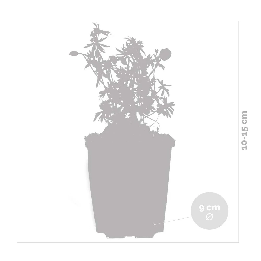 Geranium Sanguineum - Géranium Sanguin - Plante D'extérieur - Peu D'entretien – ⌀9 Cm - ↕10-15 Cm 4 Geranium Sanguineum - Géranium Sanguin - Plante D'extérieur - Peu D'entretien – ⌀9 Cm - ↕10-15 Cm – Image 4