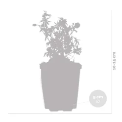 6x Geranium Sanguineum - Géranium Sanguin - Plante D'extérieur - Peu D'entretien – ⌀9 Cm - ↕10-15 Cm 7 6x Geranium Sanguineum - Géranium Sanguin - Plante D'extérieur - Peu D'entretien – ⌀9 Cm - ↕10-15 Cm -Jardalis Soldes Magasin 640b755da57f39.57781406