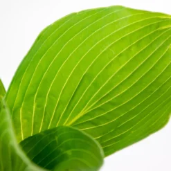 Hosta Sieboldiana 'elegans' - Lys Coeur - Vivace - Rustique – ⌀9 Cm - ↕10-15 Cm 6 Hosta Sieboldiana 'elegans' - Lys Coeur - Vivace - Rustique – ⌀9 Cm - ↕10-15 Cm -Jardalis Soldes Magasin 640b7566cff893.69398719