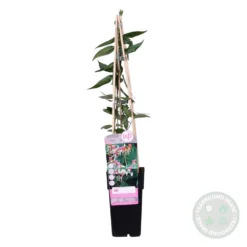 Lonicera Henryi – Chèvrefeuille – Plante Grimpante – Persistant - ⌀15 Cm - ↕60-70 Cm 9 Lonicera Henryi – Chèvrefeuille – Plante Grimpante – Persistant - ⌀15 Cm - ↕60-70 Cm -Jardalis Soldes Magasin 640b756d12b346.13735927