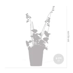 6x Heuchera Sanguinea 'splendens' - Campanule Pourpre - Vivace - Rustique – ⌀9 Cm - ↕10-15 Cm 8 6x Heuchera Sanguinea 'splendens' - Campanule Pourpre - Vivace - Rustique – ⌀9 Cm - ↕10-15 Cm -Jardalis Soldes Magasin 640b756ea9a5b7.44021710