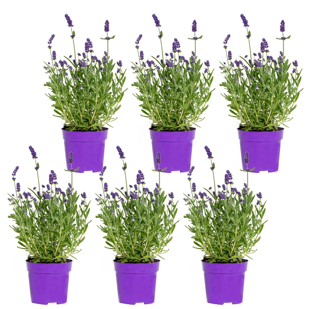 6x Lavandula Angustifolia 'ardèche Blue' - Lavande - Arbuste - Rustique – ⌀10.5 Cm - ↕10-15 Cm 1 6x Lavandula Angustifolia 'ardèche Blue' - Lavande - Arbuste - Rustique – ⌀10.5 Cm - ↕10-15 Cm