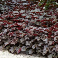 6x Heuchera Micrantha 'palace Purple' - Purple Bell - Vivace - Rustique – ⌀9 Cm - ↕10-15 Cm -Jardalis Soldes Magasin 640b75726e5e67.74439267