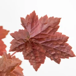 6x Heuchera Micrantha 'palace Purple' - Purple Bell - Vivace - Rustique – ⌀9 Cm - ↕10-15 Cm -Jardalis Soldes Magasin 640b75729e97f1.79834688