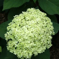 Hydrangea Paniculata 'little Lime' - Hortensia Panache - Arbuste - Rustique – ⌀19 Cm - ↕35-45 Cm -Jardalis Soldes Magasin 640b75759697d4.22308834