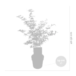 2x Acer Shirasawanum 'moonrise' - érable Du Japon - Arbuste - Rustique - ⌀19 Cm - ↕40-50 Cm -Jardalis Soldes Magasin 640b75778741e7.39248989