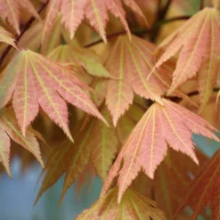 2x Acer Shirasawanum 'moonrise' - érable Du Japon - Arbuste - Rustique - ⌀19 Cm - ↕40-50 Cm -Jardalis Soldes Magasin 640b75778a6773.11315809