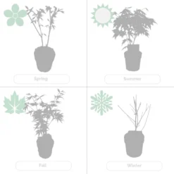 2x Acer Shirasawanum 'moonrise' - érable Du Japon - Arbuste - Rustique - ⌀19 Cm - ↕40-50 Cm -Jardalis Soldes Magasin 640b75778df031.60935588