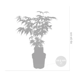 Acer Palmatum 'butterfly' – érable Du Japon – Arbuste – Rustique – ⌀10,5 Cm - ↕25-30 Cm -Jardalis Soldes Magasin 640b7584331f62.30491547