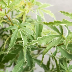 Acer Palmatum 'butterfly' – érable Du Japon – Arbuste – Rustique – ⌀10,5 Cm - ↕25-30 Cm -Jardalis Soldes Magasin 640b75843c0702.39679487