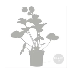 3x Fragaria 'pink Summer Breeze' – Fraisier – Entretien Facile – ⌀10,5 Cm - ↕15-20 Cm 6 3x Fragaria 'pink Summer Breeze' – Fraisier – Entretien Facile – ⌀10,5 Cm - ↕15-20 Cm -Jardalis Soldes Magasin 640b77b9e4eae9.23261391
