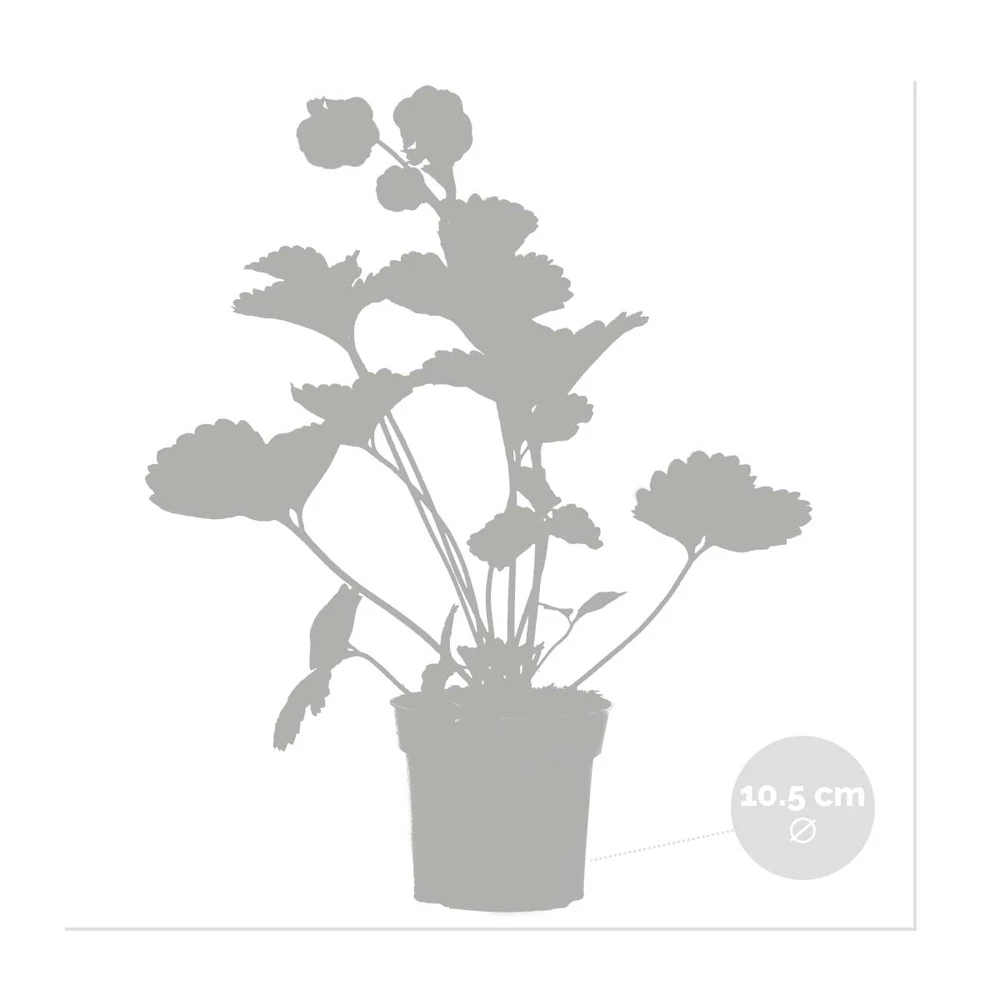 3x Fragaria 'pink Summer Breeze' – Fraisier – Entretien Facile – ⌀10,5 Cm - ↕15-20 Cm 3 3x Fragaria 'pink Summer Breeze' – Fraisier – Entretien Facile – ⌀10,5 Cm - ↕15-20 Cm – Image 3