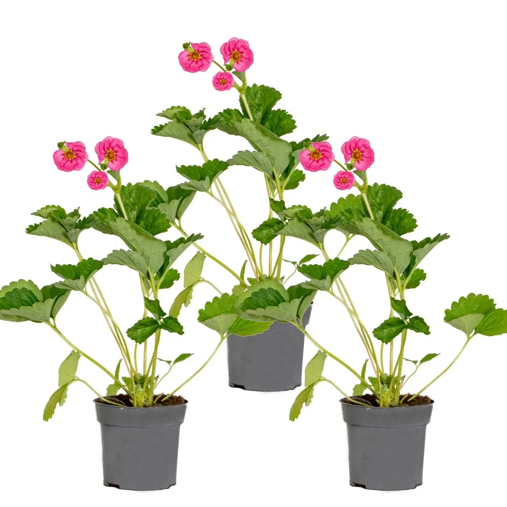 3x Fragaria 'pink Summer Breeze' – Fraisier – Entretien Facile – ⌀10,5 Cm - ↕15-20 Cm 1 3x Fragaria 'pink Summer Breeze' – Fraisier – Entretien Facile – ⌀10,5 Cm - ↕15-20 Cm