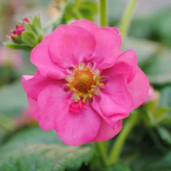 3x Fragaria 'pink Summer Breeze' – Fraisier – Entretien Facile – ⌀10,5 Cm - ↕15-20 Cm 7 3x Fragaria 'pink Summer Breeze' – Fraisier – Entretien Facile – ⌀10,5 Cm - ↕15-20 Cm -Jardalis Soldes Magasin 640b77ba252ea0.06918409