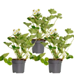 3x Fragaria 'snow Summer Breeze' – Fraisier – Entretien Facile – ⌀10,5 Cm - ↕15-20 Cm